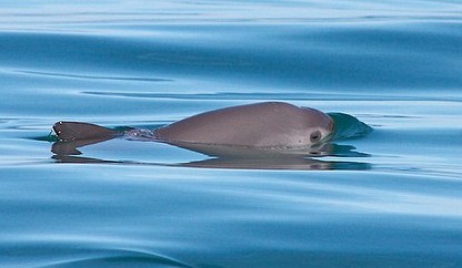Vaquita Whale
